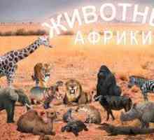 Afrika a jej živočíšne kráľovstvo: africké zvieratá