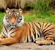 Amur tiger - obrovská mačka zo stránok červenej knihy