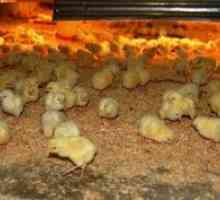 Ako podávať kurčatá: kŕmenie doma