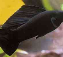 Čierna krása - akvarijné ryby molliesia. Chov a starostlivosť