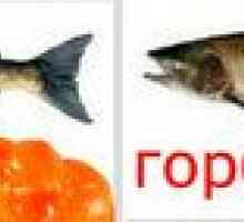 Ružový lososový losos alebo chum losos: čo je lepšie a ako si vybrať kvalitný výrobok