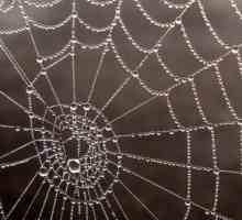 Čo je sen o pavúkoch a pavučinách: interpretácia knihy snov