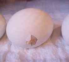 Ako určiť pohlavie mláďat z vajíčka?