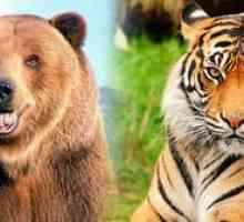 Kto je silnejší: tiger, medveď alebo lev?