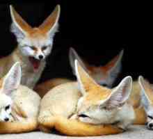 Fox líška alebo liška líška