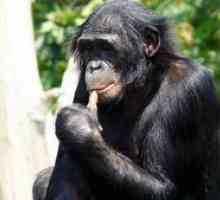 Opičie bonobo: rysy druhov trpaslíkov šimpanzov