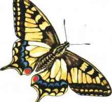 Spôsob života a popis motýľa mahaon