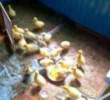 Vlastnosti rastúcich goslings v domácnosti od prvých dní