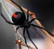 Spider Black Widow - Jedovatý Predator