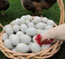 Prečo kurčatá môžu jesť svoje vajcia: čo robiť