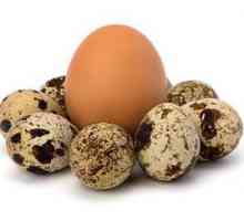 Výhody a poškodenie prepelíc vajcia pre ľudské telo