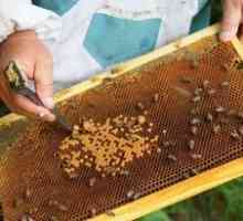 Kde začať chov včiel doma od nuly