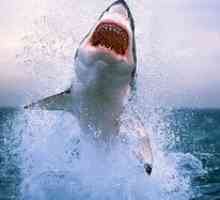 Najnebezpečnejšie žraloky na svete. 10 najnebezpečnejších žralokov