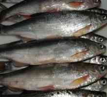 Šamajka - "kráľovská ryba" južných morí
