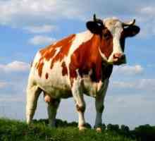 Štruktúra žalúdka kravy v zažívacom systéme