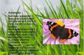 Butterfly Admiral: popis, jarná forma, charakteristika druhu