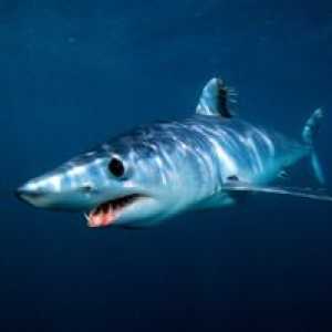 Shark mako - najrýchlejší žralok na svete