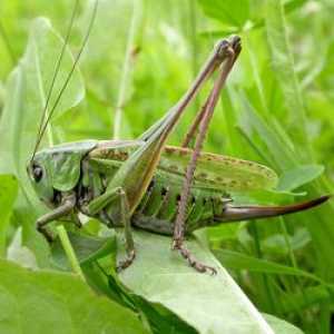 Čo sa živí zeleným kobylkou a prečo to chrastíte?