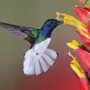 Kde žije kolibrík, aká je jeho veľkosť, rysy