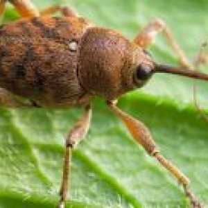 Hmyz brouky druhy brouky ruských chrobákov