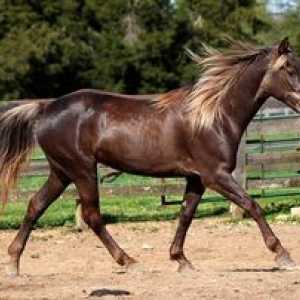 Názov a popis koní s fotografiami