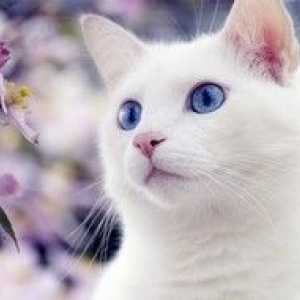 Vlastnosti plemien bielej mačky s modrými očami