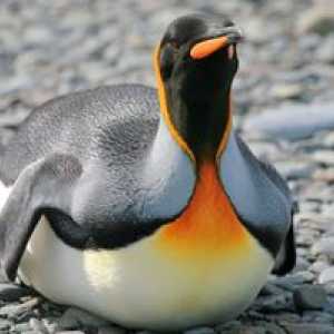 Tučniaky: popis druhov, funkcií a miest, kde žijú