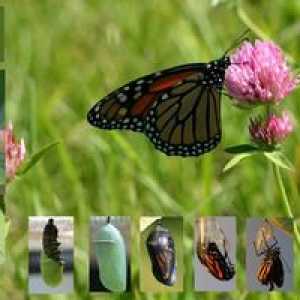 Koľko motýľov žije: životnosť všetkých cyklov