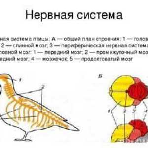 Štruktúra nervových a vylučovacích systémov vtákov. Zmyselné orgány