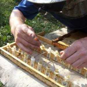 Včelárstvo doma