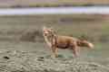 Tajomný a úžasný predátor - tibetská líška