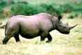 Západné čierne nosorožce a jeho spôsob života