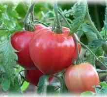 Abakanové ružové paradajky: vlastnosti a opis odrody