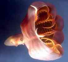 Pekelný upír je tajomný a úžasný chobotnice