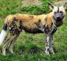 Africký hyenický divoký pes