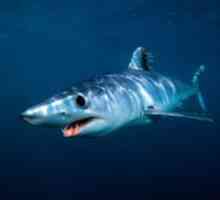 Shark mako - najrýchlejší žralok na svete
