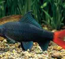 Akvarijné ryby Labeo dvojtónové