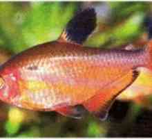 Aquarium fish tetra: popis