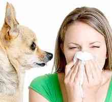 Alergie psov a ich prejav
