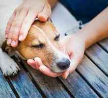 Alergie u psov: príznaky, diagnóza, liečba, prevencia