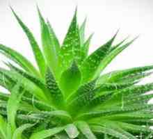 Aloe: liečivé vlastnosti a kontraindikácie