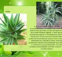 Aloe vera - liečivé vlastnosti a kontraindikácie