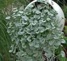 Ampel Dichondra: rastúce zo semien v otvorenom teréne