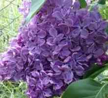 Amur lilac: výsadba a starostlivosť