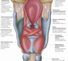 Anatómia hrtana - chrupavka a svalov