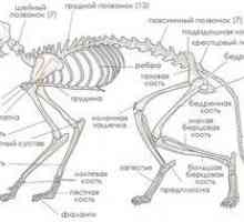Anatómia a štruktúrne znaky kostry mačky, úloha v práci orgánov