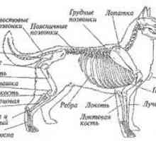 Anatómia psa: vonkajšia a vnútorná štruktúra tela