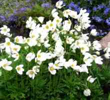 Anemone - kvet inšpirácie, krásy a citlivosti