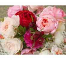 Anglická ruža: popis, výsadba a starostlivosť
