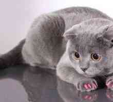 Antifits pre mačky: Mačka potrebuje spony pre pazúry?
